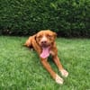 STARLETT chienne femelle Berger Créole