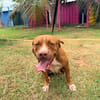 STARLETT chienne femelle Berger Créole