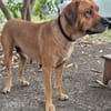 POUPIX femelle Labrador