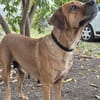 POUPIX femelle Labrador