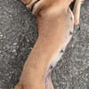POUPIX femelle Labrador