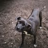 SAPHIRA chienne femelle Berger Créole