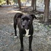 SAPHIRA chienne femelle Berger Créole