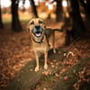 FAKIR chienne femelle Berger Créole