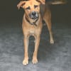 FAKIR chienne femelle Berger Créole