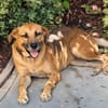 FAKIR chienne femelle Berger Créole