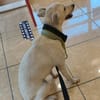 BORA , chiot femelle Berger Créole