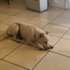 BORA , chiot femelle Berger Créole
