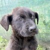 Cane Corso Mix Girl Lotti sucht ihre Menschen