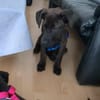 Cane Corso Mix Girl Lotti sucht ihre Menschen