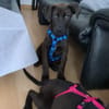 Cane Corso Mix Girl Lotti sucht ihre Menschen