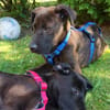 Cane Corso Mix Girl Lotti sucht ihre Menschen