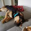 Rüde Fritzi sucht sein Für-immer-Zuhause