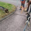 Rüde Fritzi sucht sein Für-immer-Zuhause