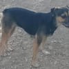 Rania sucht dringend ein Zuhause