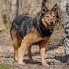 Jerry: Sanft, dezent, lernwillig Hund!