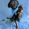 Kailo (Kumkvat) -Fröhlicher Junghund
