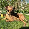 Neugieriger Leon sucht sein zuhause