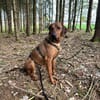 Neugieriger Leon sucht sein zuhause