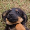RONJA  Kleine Abenteurerin sucht ihre Herzensmenschen