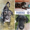 PAMINA ° einfach nur Liebenswerte Hündin