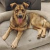 Ferdinand ist ein sehr fitter, älterer Hundemann