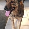Ferdinand ist ein sehr fitter, älterer Hundemann