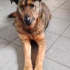 Ferdinand ist ein sehr fitter, älterer Hundemann