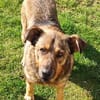 Ferdinand ist ein sehr fitter, älterer Hundemann
