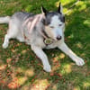 Husky MAXwartet schon in 56626 Andernach