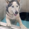 Husky MAXwartet schon in 56626 Andernach