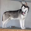 Husky MAXwartet schon in 56626 Andernach
