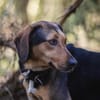 Hanni - eine sehr liebevolle Familienhündin
