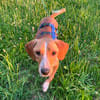 Eddy - kleiner Hund - großes Herz