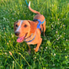 Eddy - kleiner Hund - großes Herz