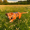 Eddy - kleiner Hund - großes Herz