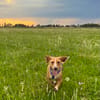 Eddy - kleiner Hund - großes Herz