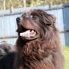 Simba, sensibler Herdenschützer