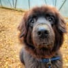 Simba, sensibler Herdenschützer