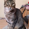 Manni wartet auf seine Chance