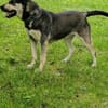 Fizz - sensibles Mädchen sucht dich