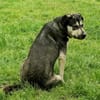 Fizz - sensibles Mädchen sucht dich