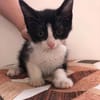 Kitten Mike