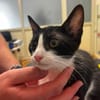 Kitten Mike
