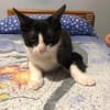 Kitten Mike