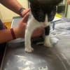 Kitten Mike