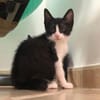 Kitten Mike
