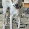Liebenswerter NEO sucht liebevolle Familie