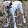 Liebenswerter NEO sucht liebevolle Familie
