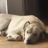 Liebenswerter NEO sucht liebevolle Familie